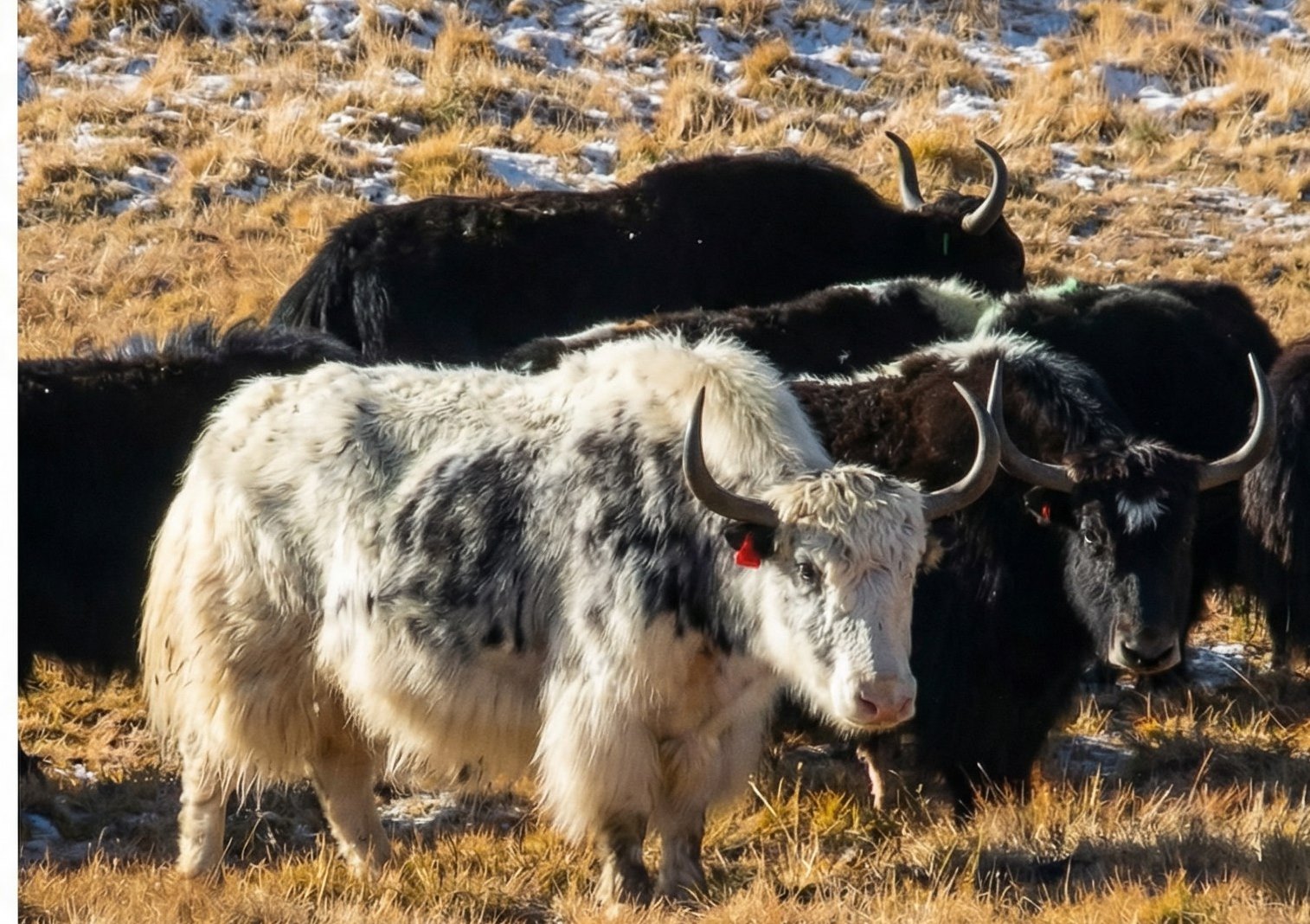 Яки в Горном Алтае photo_2026-01-16_21-07-20.jpg