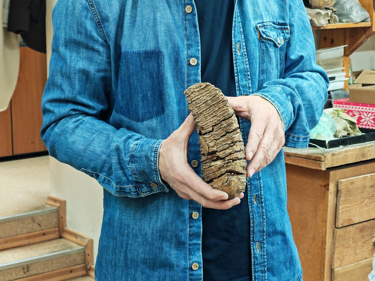 зубы мамонта.jpg