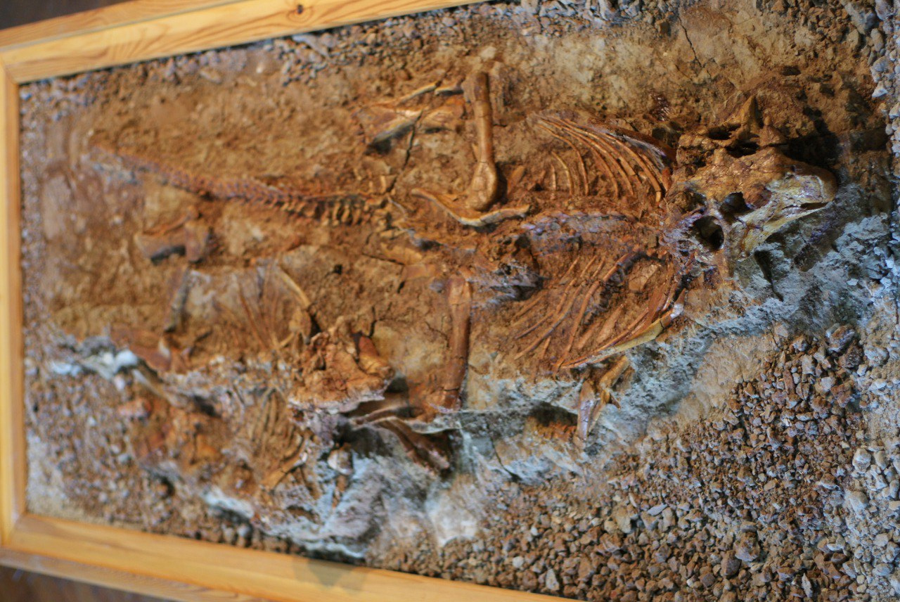 Остатки пситтокозавра сибирского.jpg