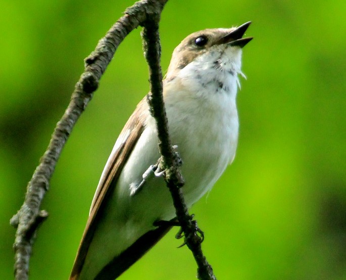 Мухоловка-пеструшка (Коларово, Томск) Мухоловка-пеструшка 2.jpg