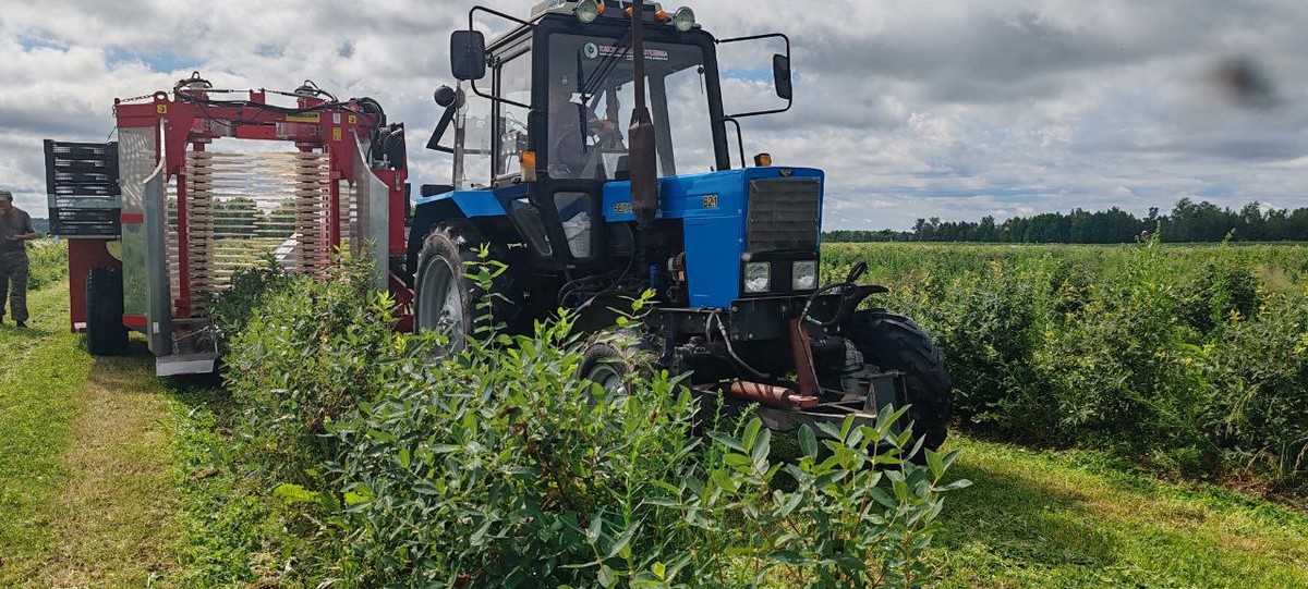 image_2025-11-05_сбор жимолости.jpg