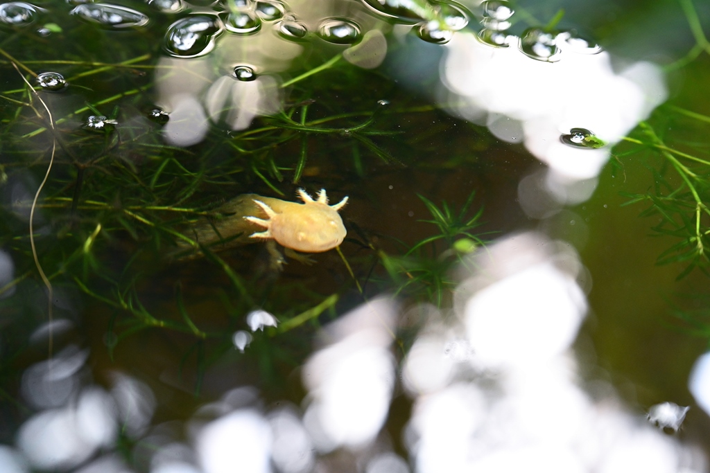 В Ботсаду ТГУ поселились 30 аксолотлей DSC_4096.jpg