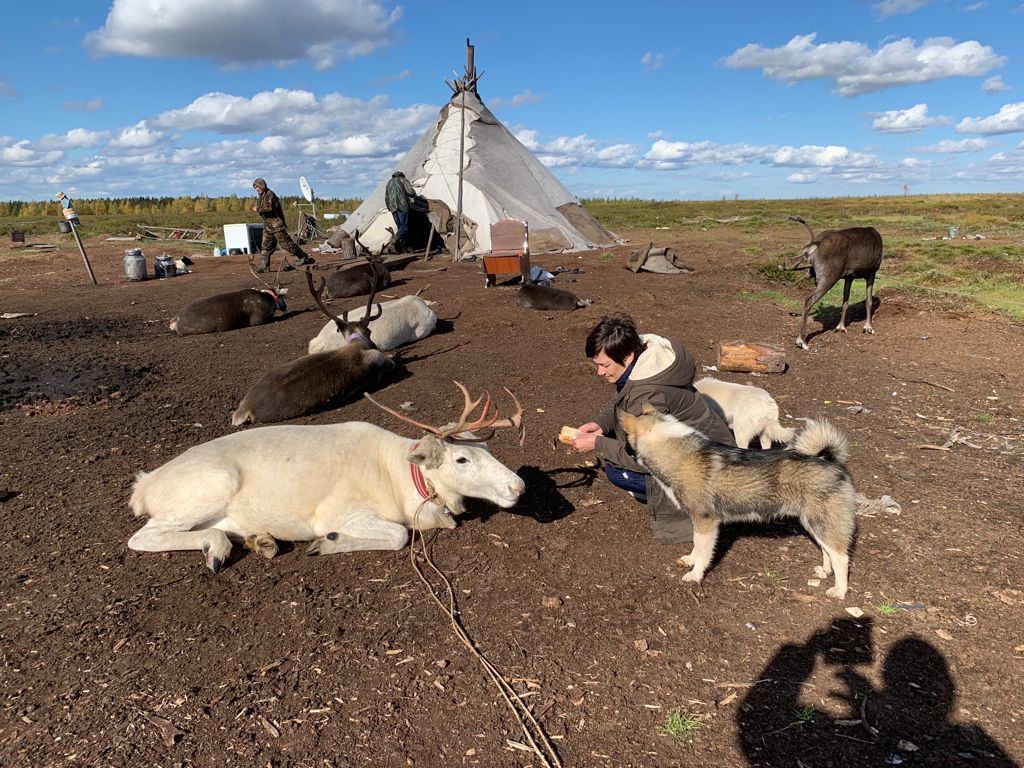 Домашние олени в поселении в ЯНАО. Фото ученых ТГУ img_20210909_wa0007.jpg