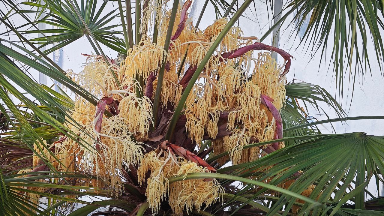 photo_2026-01-30_14-07-05 ливистона южная СибБС ТГУ.jpg