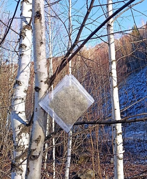 photo_2025-11-13_мох ловушка _Кузбасс.jpg