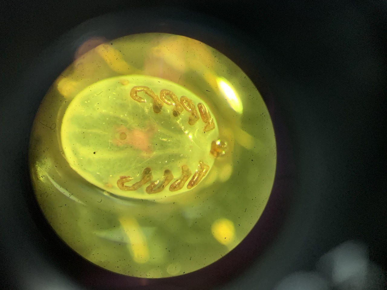 Учёные исследуют три вида клещей, распространённых в Сибири 015.jpg