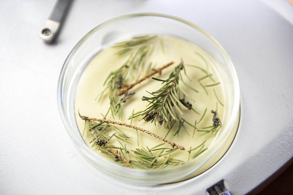 кладка яиц шелкопряда.jpg