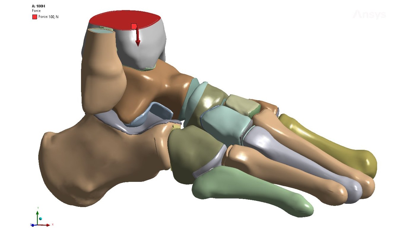 стопа под давлением.jpg