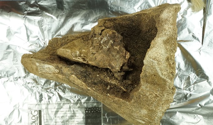 70690_9 Фрагмент берцовой кости мамонта с рукотворной нишей, в которую вставлен череп песца.jpg