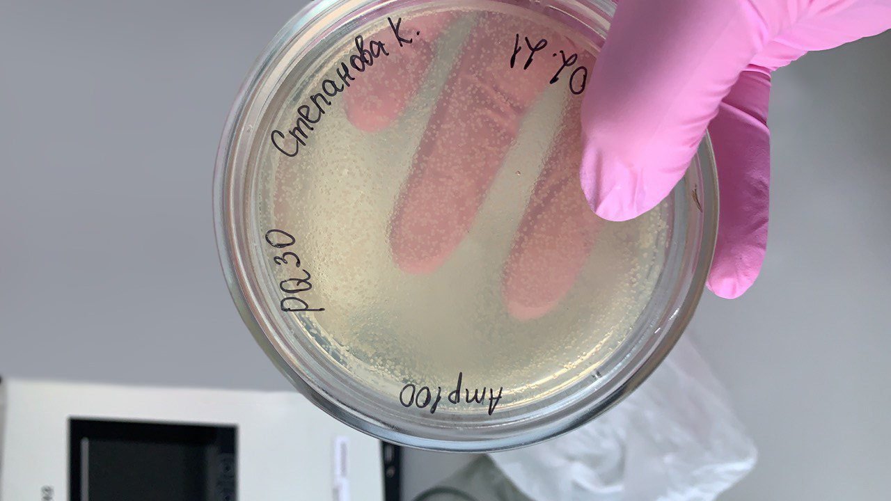 Культивирование бактерий в чашке Петри IMAGE 2021-10-01 09_14_21.jpg