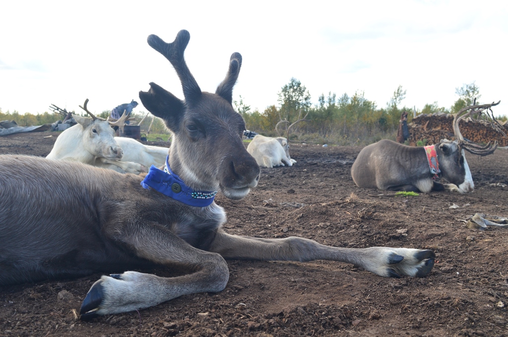 Экспедиция в ЯНАО dsc_8948.jpg