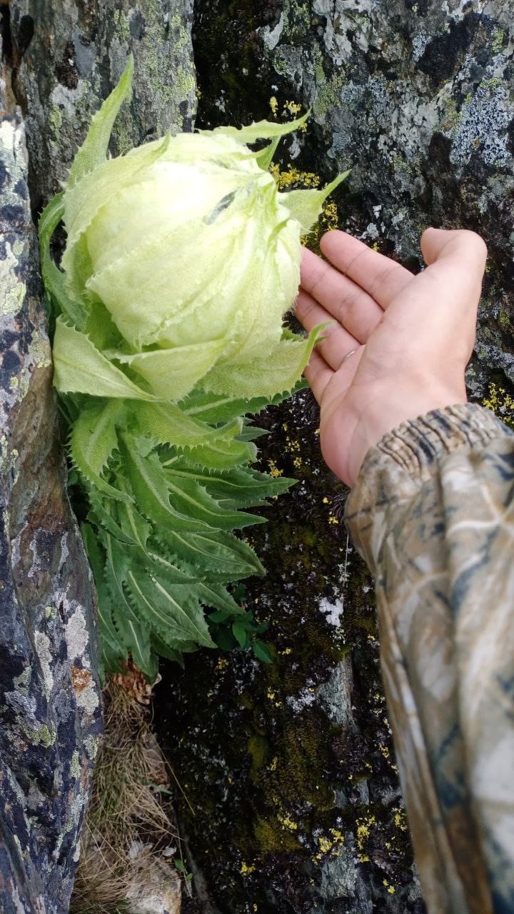 Горькуша