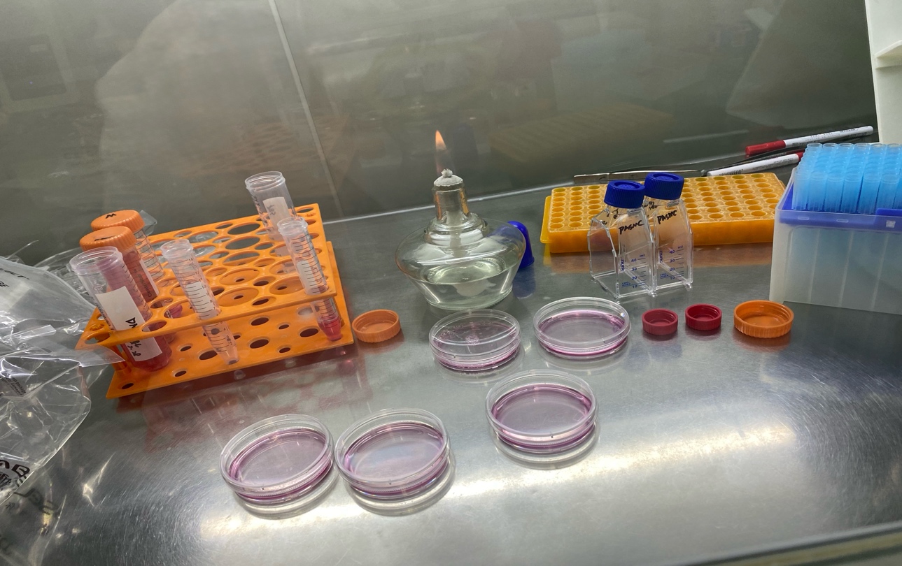 Клеточная рабочая станция.jpg