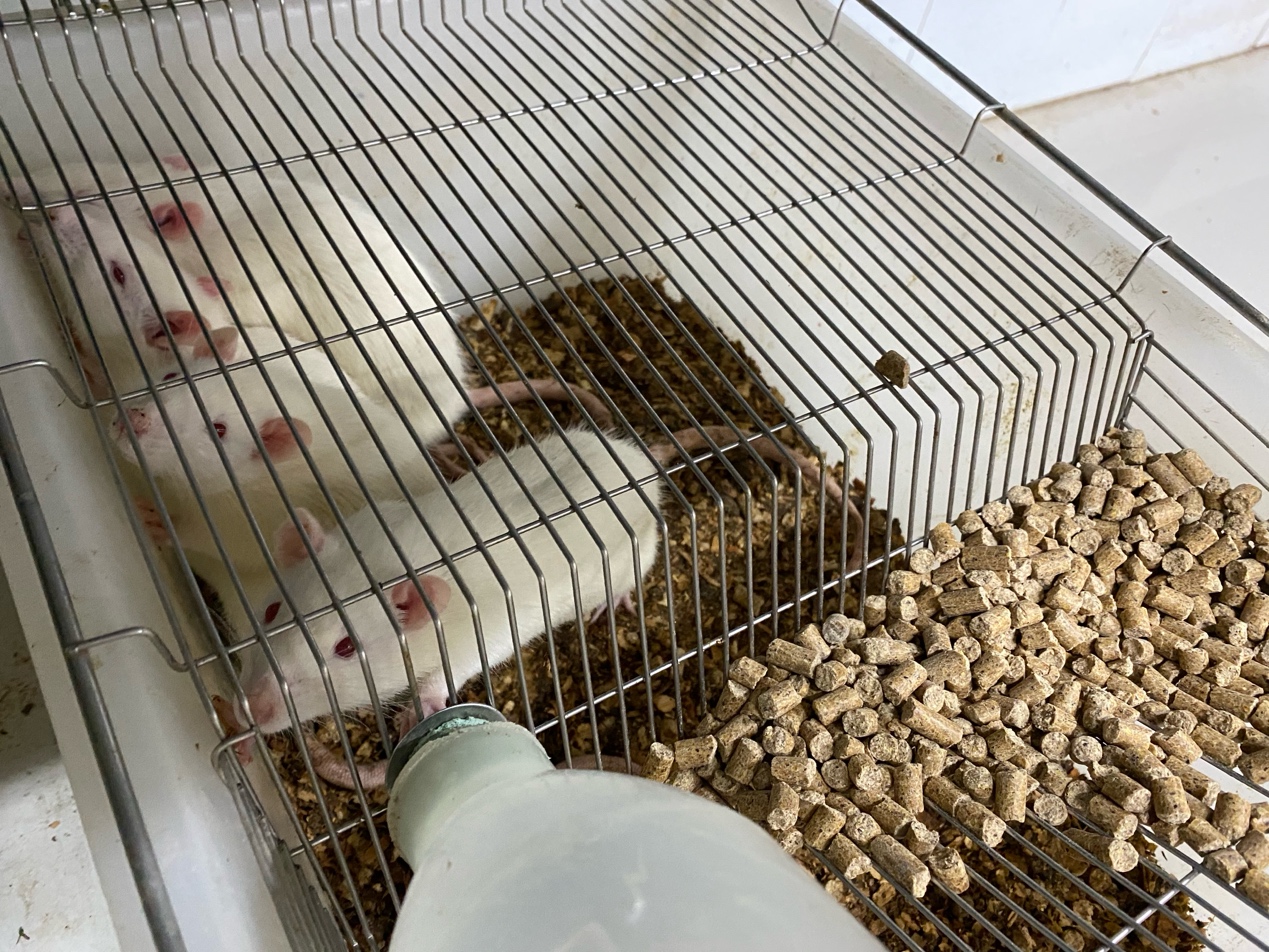 Крысы эксперимент.jpg