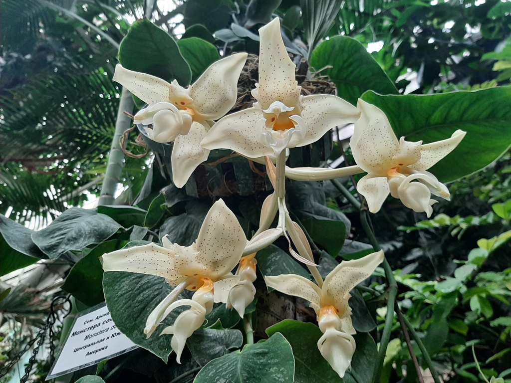 Орхидея-бык.jpg