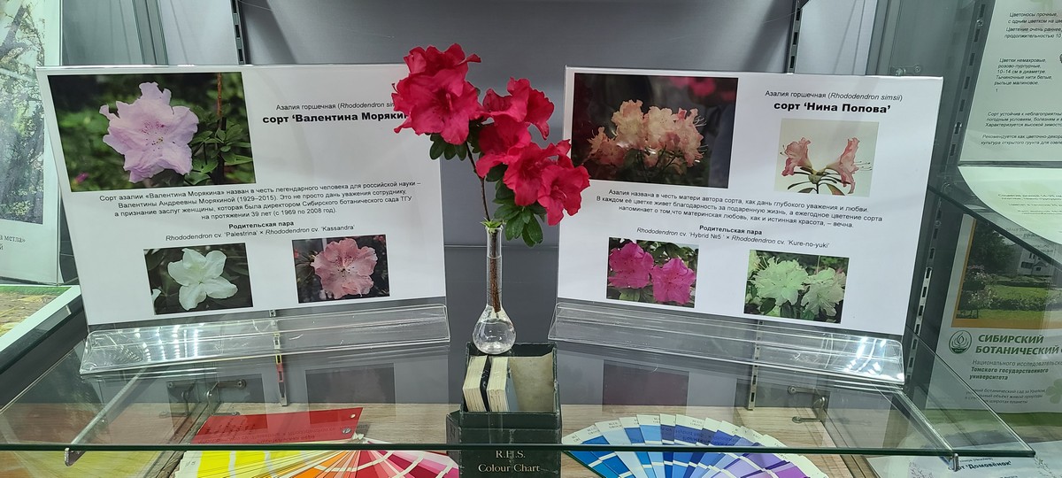 20260209_161137_азалия В.Морякина.jpg