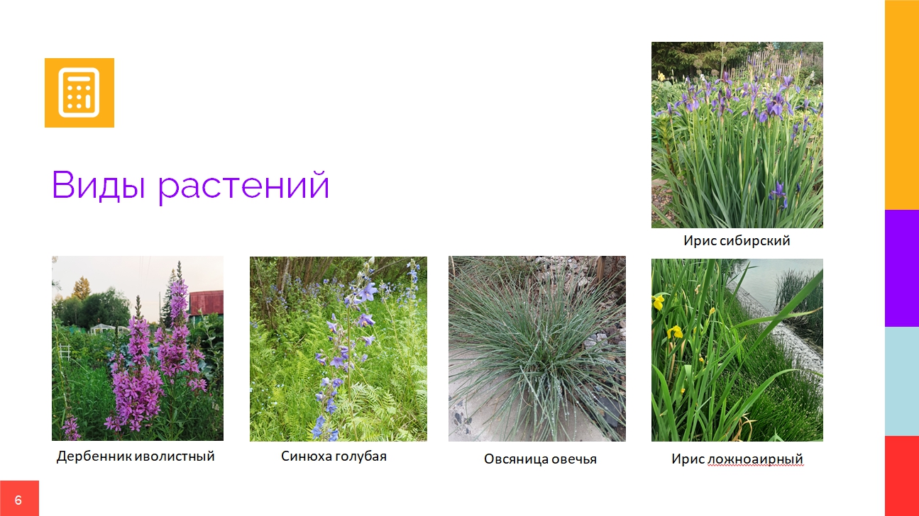 виды растений слайд 1.6.jpg