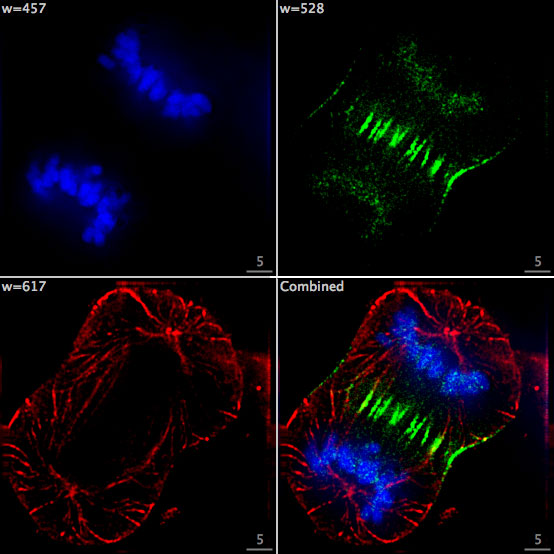 Dividing_Cell_Fluorescence.jpg