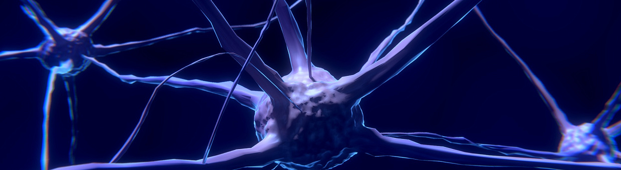 Учёные исследуют «новорождённые» нейроны в мозге после инсульта