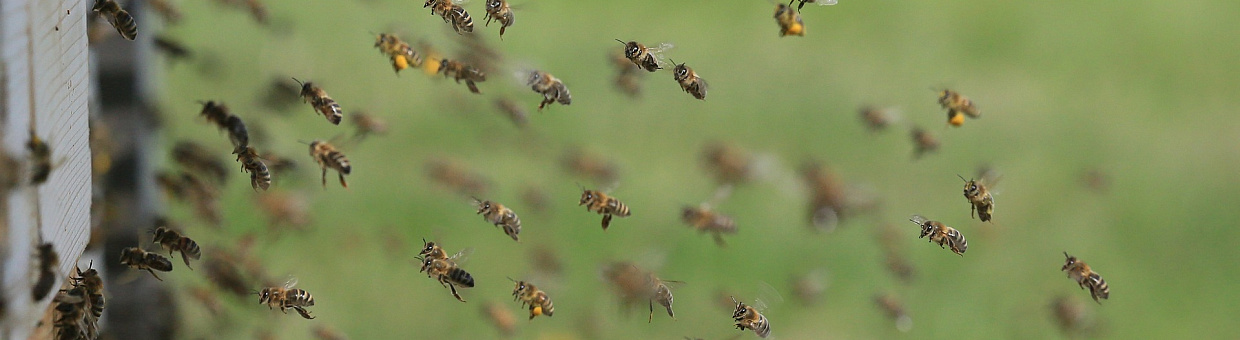 Ученые БИ ТГУ создали племенное ядро чистопородной среднерусской пчелы