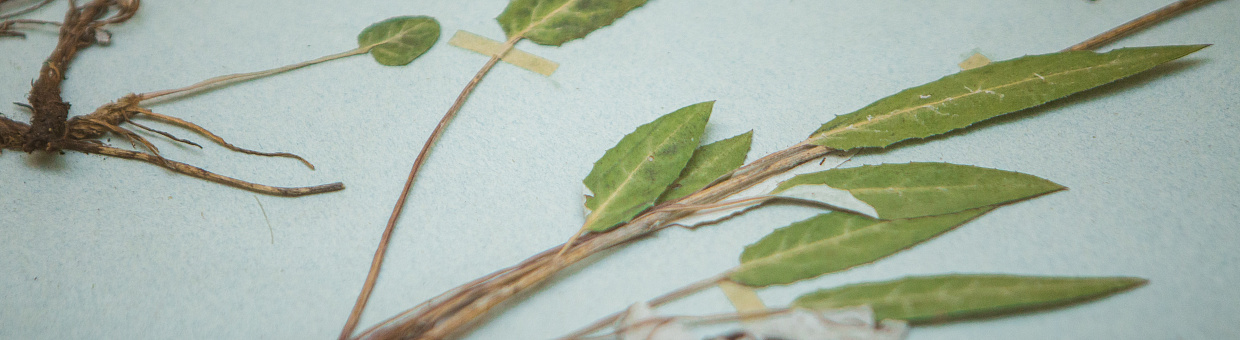 «Открытие недели»: шалфей Потанина и сибирский орнамент 