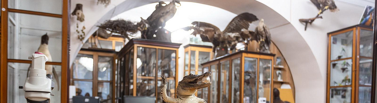 Новосибирская таможня передала в зоомузей ТГУ чучело редкого крокодила