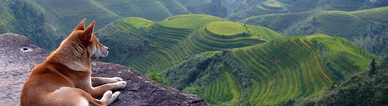 Эксперт ТГУ: кто поставит точку в давнем споре о происхождении собаки