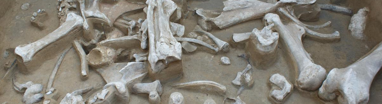 Палеонтологи предлагают создать музей мамонтов в Барабинской лесостепи