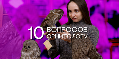 Проект «10 вопросов»: чем занимается современный орнитолог
