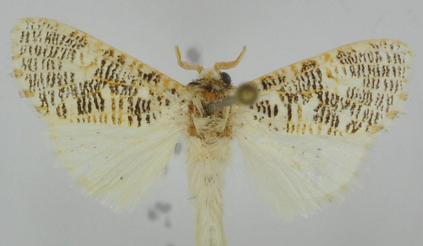 В честь профессора ТГУ Ф.Тарасенко назван новый вид тропических бабочек