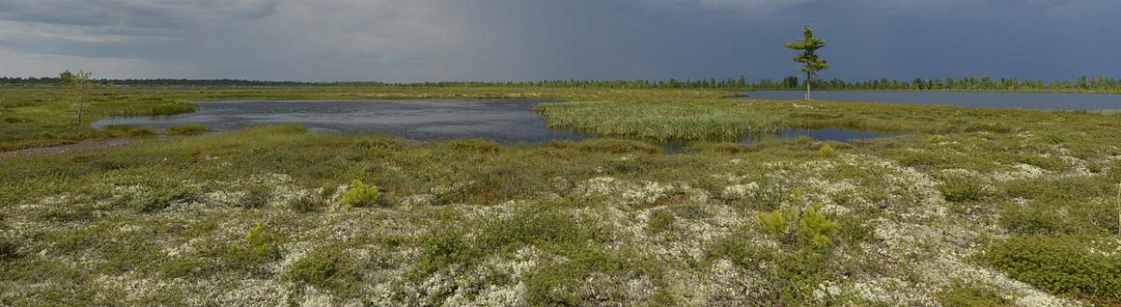 Ученые ТГУ уточнили запасы органического углерода в мерзлых болотах