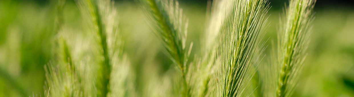 Зоологи изучат вредителя, исчезающего из европейских регионов России