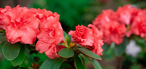 Ботсад ТГУ запатентовал 24 новых сорта цветочных и хвойных растений