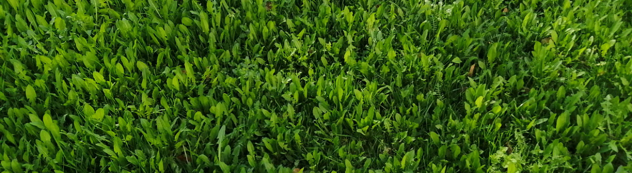 Пилар Каталан – член-корреспондент Ботанического общества Америки