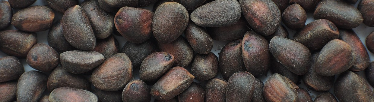 Ученые ТГУ разработали программу для прогнозирования урожая дикоросов