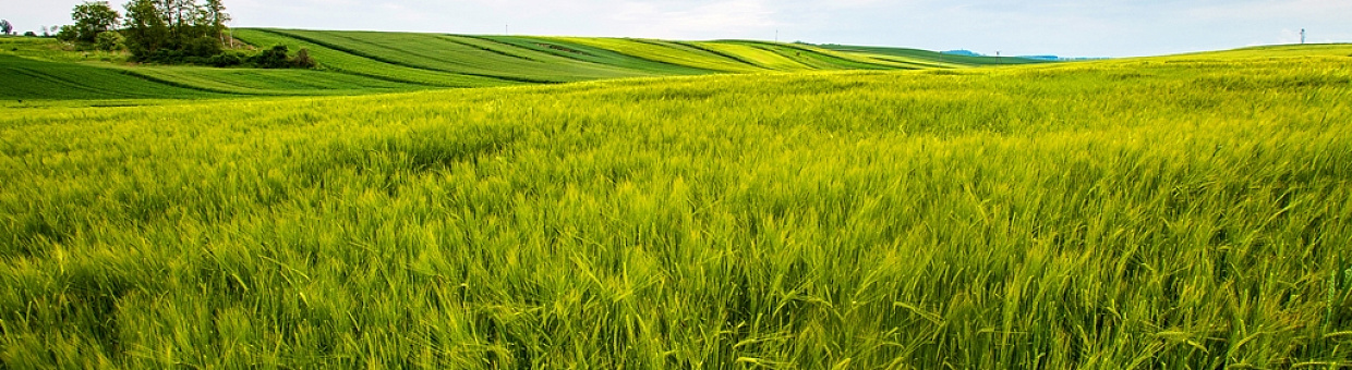 Учёные и айтишники создают ПО для космического мониторинга полей