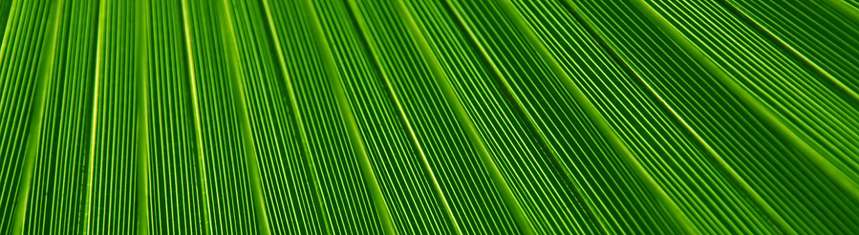 ТГУ поможет провести первый в Томске Летний университет тьюторства