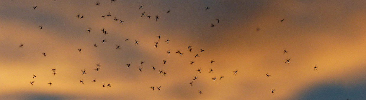 В Томске выявлены комары и собаки, заражённые дирофиляриозом