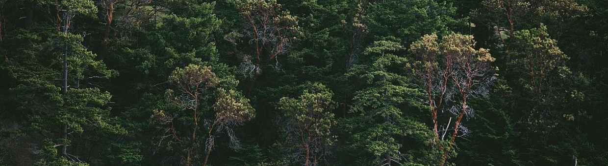 Биологи ТГУ нашли возбудителя болезни, поразившей более 50% соболей