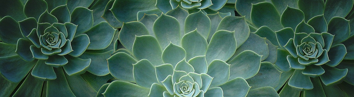 Самые выносливые: СибБС проводит выставку суккулентов и кактусов