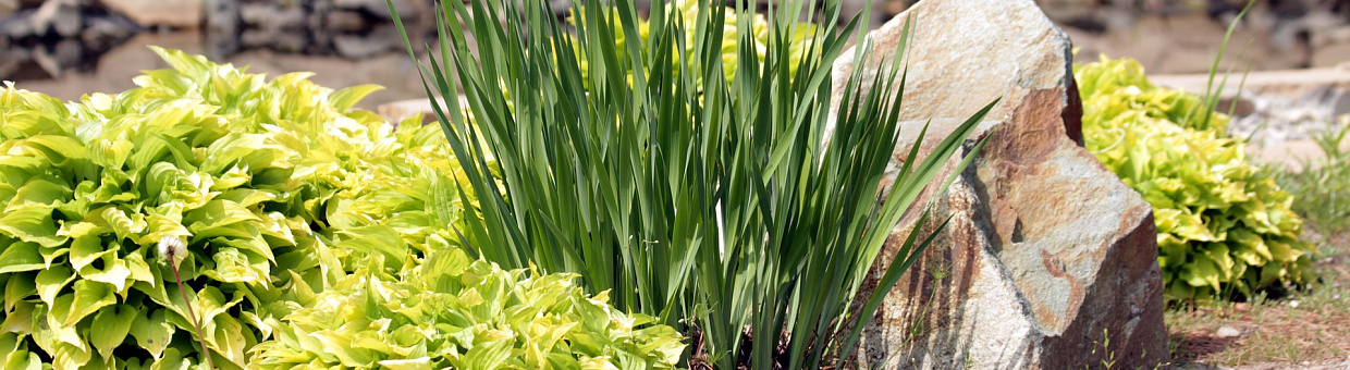 Магистрантка БИ создает курс для школьников по ландшафтной архитектуре