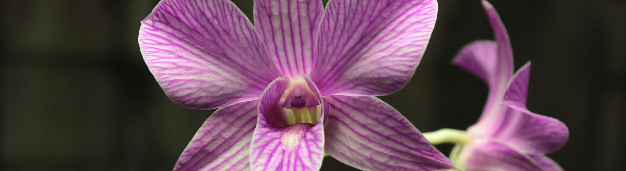 В Ботаническом саду расцвели «Локоны кивающей девушки»