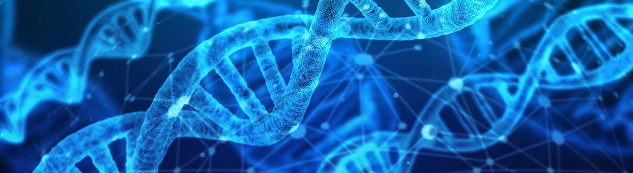 Пренатальный тестостерон не влияет на пространственные способности