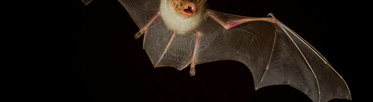 Зоологи ТГУ проверят томских летучих мышей на наличие вируса бешенства
