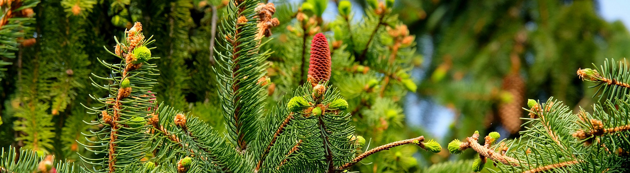 Биологи выявили паразита, снижающего численность шелкопряда в Томске
