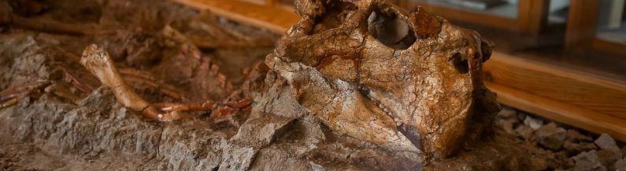 Находки ученых ГГФ вошли в виртуальную 3D-коллекцию динозавров России