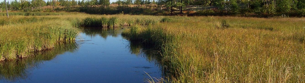 Бобровые плотины становятся причиной гибели сотен тысяч мальков