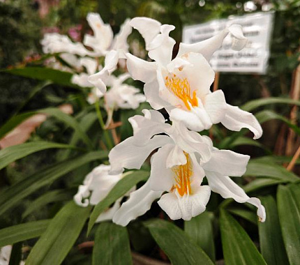 В Ботсаду ТГУ зацвела гималайская орхидея «Снежная королева»