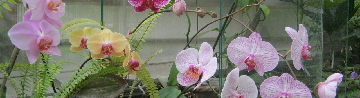 Биотехнологии в пробирке: в Томске появится своё производство орхидей