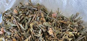 В чае из сагаан-дали — более 50 полезных биологически активных соединений